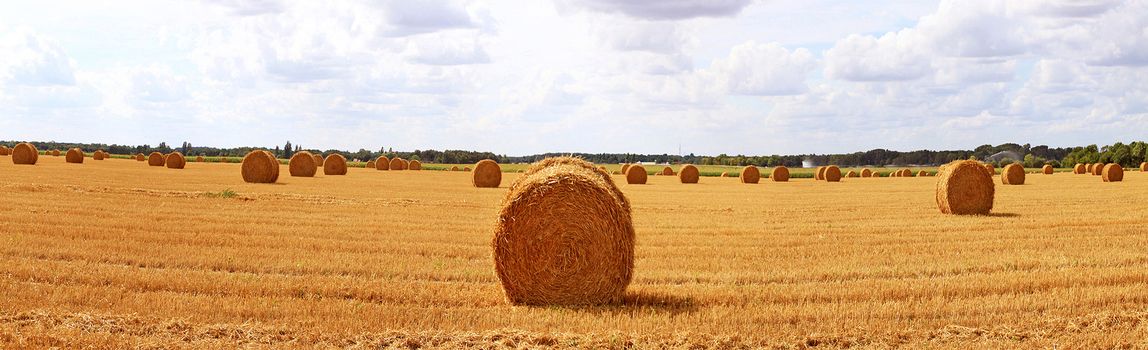 Haystacks in a field in panoramic photograph