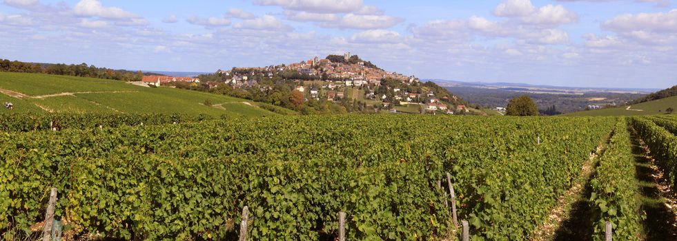 Photo of vines during the harvest of the vineyards of Sancerre