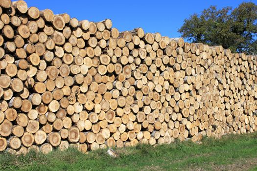 Steres for logs cut in fuel wood for renewable