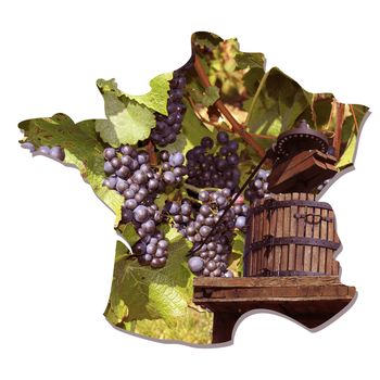 grapes and vines on map of France during harvest