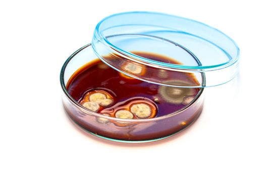 Mold growing in a Petri dish, on white background