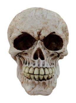 and human skull isolated on white