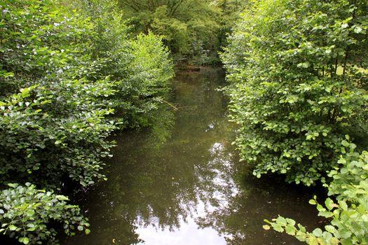 a river in underwood bordered by trees