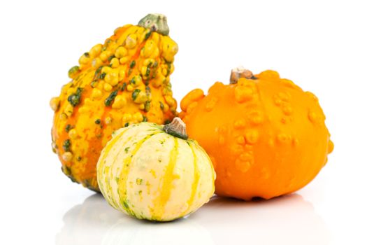 mini pumpkin isolated on white background