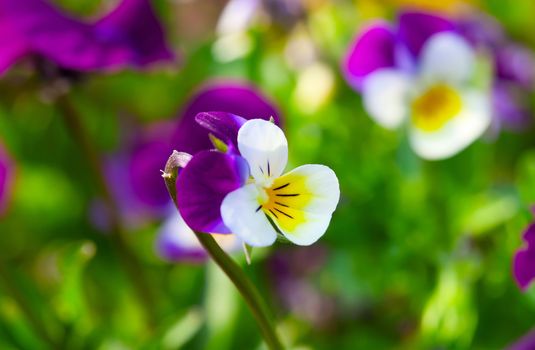 Violas or Pansies Closeup in a Garden