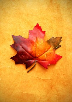 Autumn maple leaf over an old vintage paper background