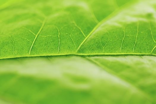 Fresh dreen leaf texture macro close-up