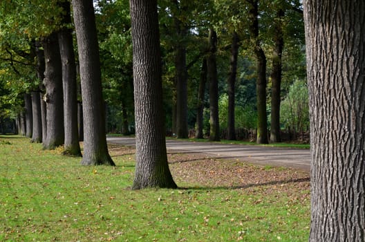 A path with trees in a park in Antwerp.