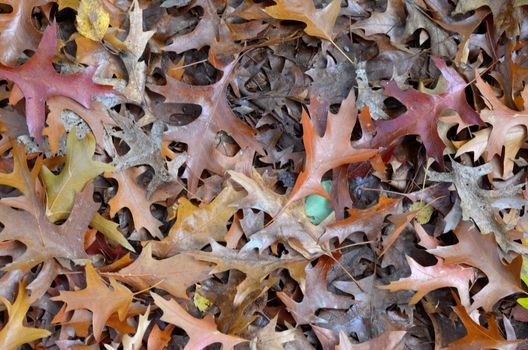 Autumn in Antwerp.