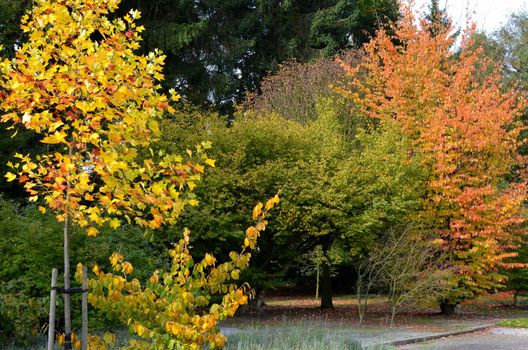 Trees during autumn in Antwerp.