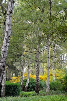 Trees at a park in Antwerp.