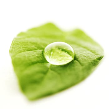 Water drop on leaf isolated on white background macro