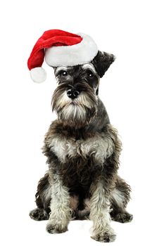 A six month old salt and pepper minature schnauzer isolated against a white background wearing a Christmas hat.
