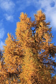 Siberian larch in the autumn on a background of blue sky