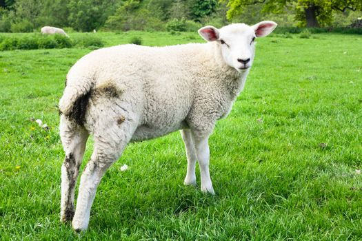 A young sheep in a lush green field in England