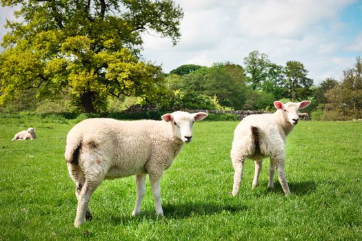 Two young sheep in a lush green field in England