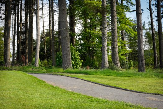 Tarmac track through a forest in England