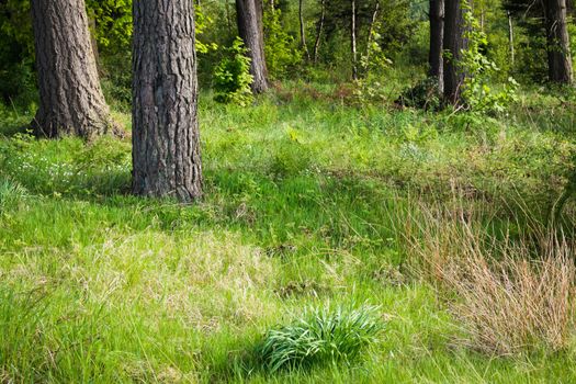 A grass clearing in a beautiful forest