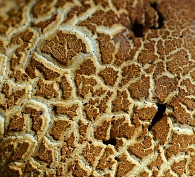 background or texture of cracked brown Mushroom head hat