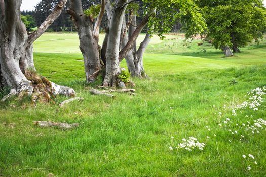 Row of tree trunks in a lush green grass clearing