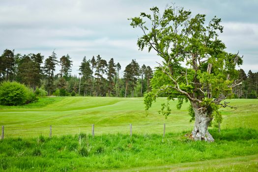 Vibrant Northumberland landscape with trees and a meadow