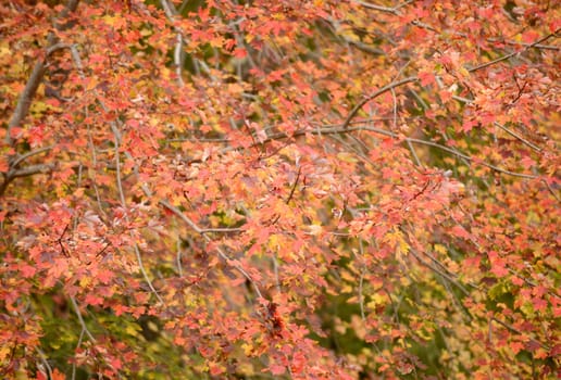 maple tree with leaves changing color in the autumn