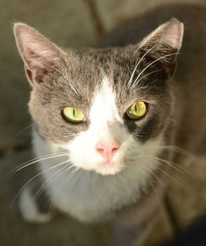 cat looking up with bright eyes