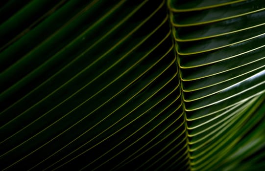 green palm frond background