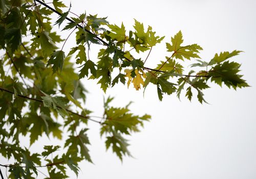 maples leaves on a tree in summer