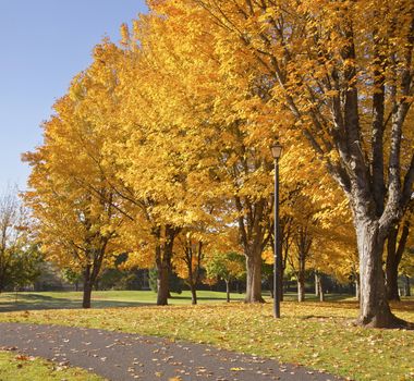 Golden colors Autumn trees in a park Oregon.