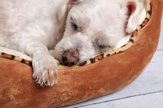 Closeup of a puppy dog sleeping comfortably in its bed