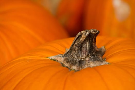 detail of pumpkins