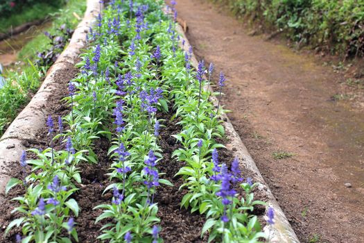 Close Up of Beautiful Purple Flowers is Growing in The Garden