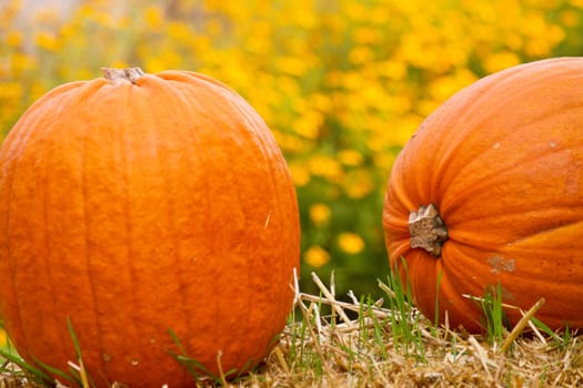 Pumpkins in autumn