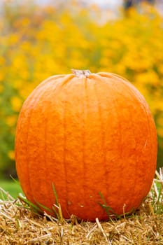 Pumpkins in autumn