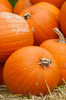 Pumpkins in autumn