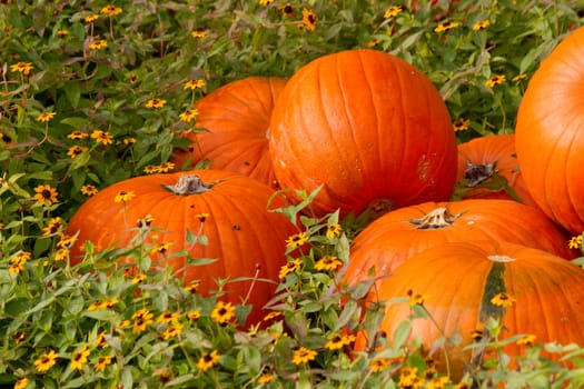 Pumpkins in the flowers