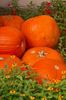 Pumpkins in autumn