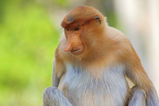 Proboscis monkey in the mangrove in Labuk Bay, Borneo