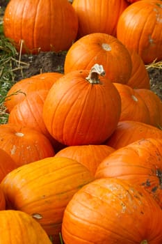 Pumpkins in autumn