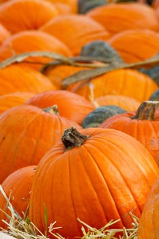 Pumpkins in autumn