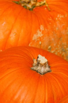 Pumpkins in autumn