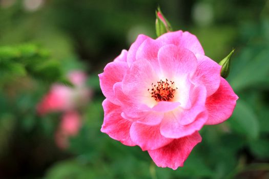 Close Up of Beautiful pink rose in a garden