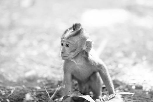 Long-tailed Macaque Monkey in the Monkey forest in Bali