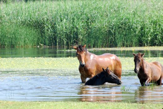 horses in water nature scene