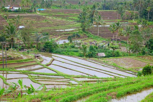 Rice fields, prepared for rice. Bali, Indonesia