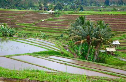 Rice fields, prepared for rice. Bali, Indonesia