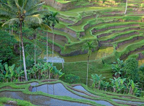 Rice fields, prepared for rice. Bali, Indonesia