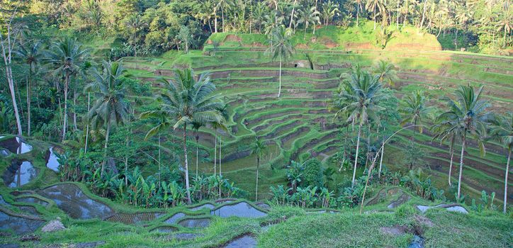 Rice fields, prepared for rice. Bali, Indonesia