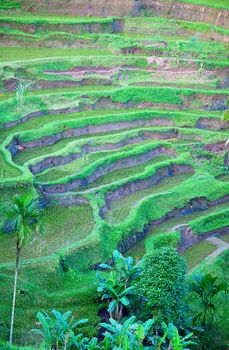 Rice fields, prepared for rice. Bali, Indonesia